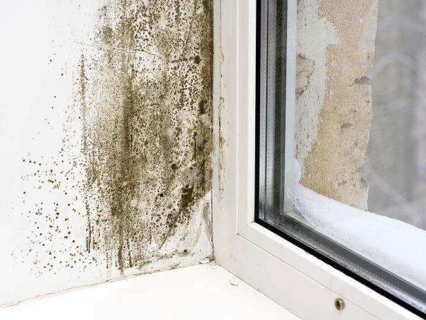 Best 7 Areas to Check for Mold in the Home