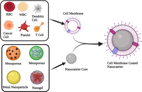Cell Membrane-coated Nanoparticles - A promising approach for targeting cancer biomarkers